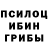 Псилоцибиновые грибы GOLDEN TEACHER Agustin Chipmunk